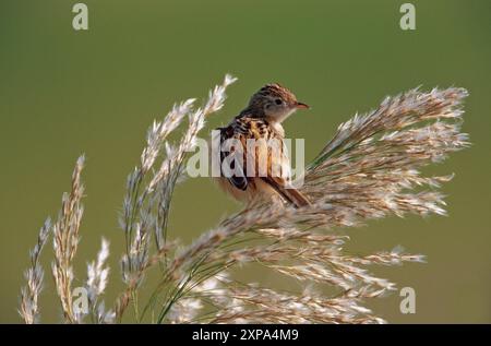 zitting von Cisticola oder gestreiftem Fantail-Gratler (Cisticola juncidis) Stockfoto