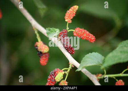 Maulbeere (Morus alba) Früchte (Beeren) auf einem Baum : (Pixel Sanjiv Shukla) Stockfoto