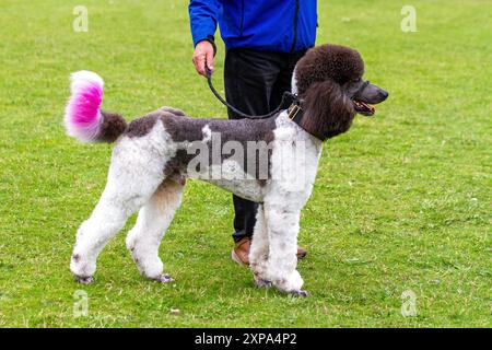 American Parti Pudel, gekreuzte Designerhunde aus dem französischen Caniche, sind für ihre charakteristischen Fellmuster bekannt. Stockfoto