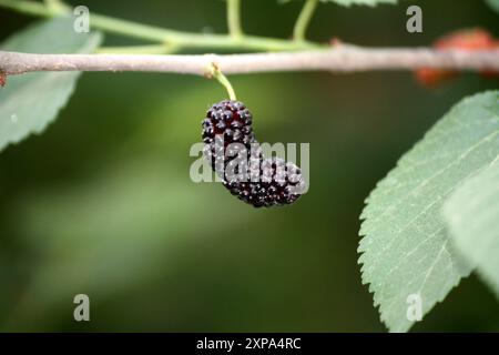 Maulbeere (Morus alba) Früchte (Beeren) auf einem Baum : (Pixel Sanjiv Shukla) Stockfoto