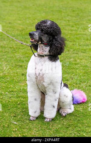 American Parti Pudel, gekreuzte Designerhunde aus dem französischen Caniche, sind für ihre charakteristischen Fellmuster bekannt. Stockfoto