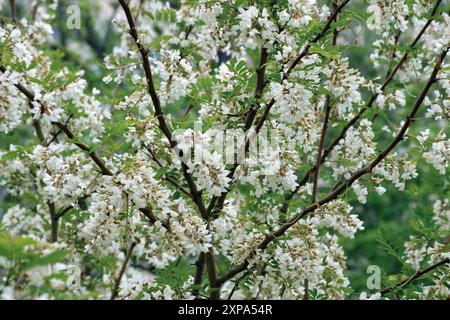 Weiße Akazie-Cluster. Akazie blüht im Mai. Stockfoto