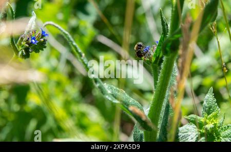 Eine Biene sammelt Pollen von zarten blauen Blüten auf einem grünen Stiel auf einer sonnigen Wiese. Stockfoto