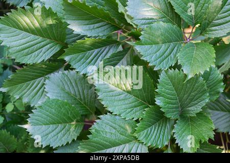 Nahaufnahme von üppig grünem Laub mit leuchtenden Blättern im Sonnenlicht, die die Schönheit und Frische der Natur zeigen. Stockfoto