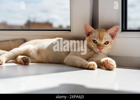 Burmesische rote Kätzchen, die auf der Fensterbank ruhen. Die Katze liegt auf einem Katzenbett am Fenster. Stockfoto