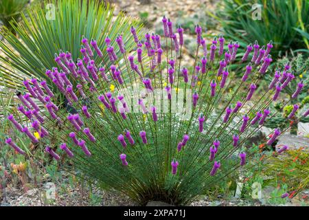 Lila Prärie Klee Dalea purpurea Stockfoto