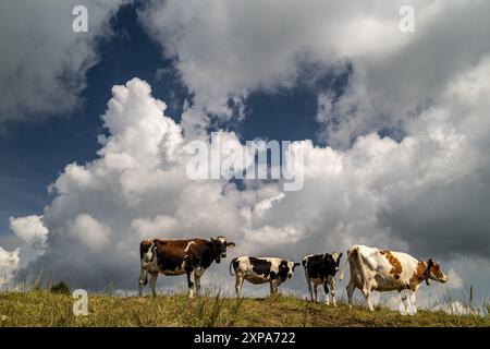 Ranzanico, Italien - 4. august 2024 - Kühe stehen in einer Reihe auf der Weide, neugierig und verspielt unter einem bewölkten Himmel mit Wolken Stockfoto