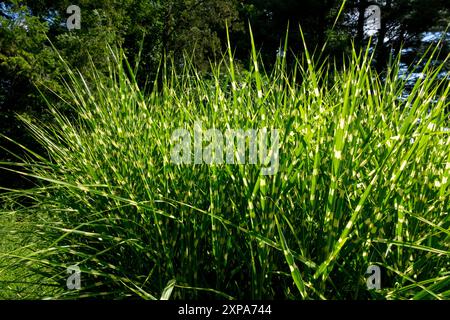 Chinesisches Silbergras Miscanthus sinensis „Strictus“ Mädchen Gras Silvergrass Eulalia, Zebragras Stockfoto