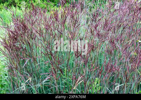 Big Bluestem Grass Andropogon gerardi „Blackhawks“ Gartenpflanze blüht Stockfoto