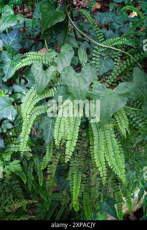 Maidenhaar-Milzkraut (Asplenium trichomanes), Aspleniaceae. Blattfarn, Wildpflanze. Stockfoto