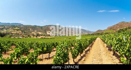 Wunderschöne Weinberge in einer Ebene zwischen Bergen und Hügeln, unter einem spektakulären blauen Himmel. Sardinien, Italien. Traditionelle Landwirtschaft. Stockfoto