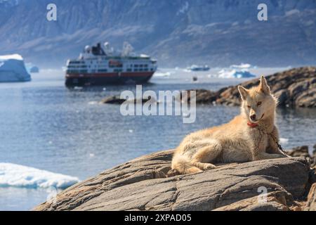 Grönländischer Hund, Husky, der auf einem Felsen vor Eisbergen liegt, Hurtrigruten-Schiff hinten, Uummannaq, Grönland Stockfoto