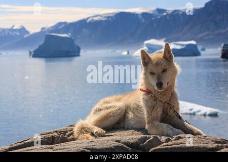 Grönländischer Hund, Husky, der auf einem Felsen vor Eisbergen liegt, Uummannaq, Grönland Stockfoto