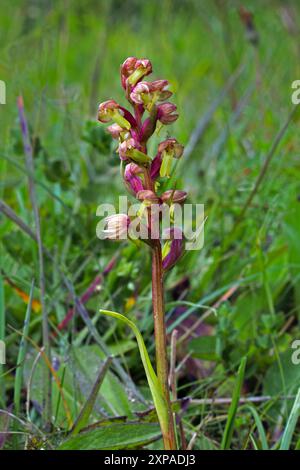 Dactylorhiza viridis (Froschorchidee) kommt in den kühleren Teilen der nördlichen Hemisphäre vor. Sie kommt in feuchten Wiesen und Laubwäldern vor. Stockfoto