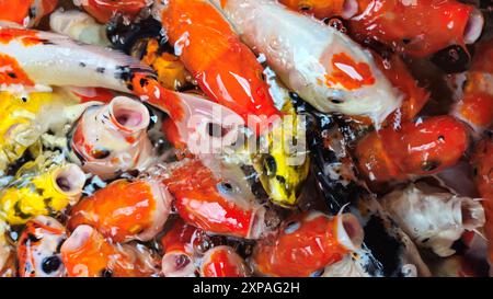 Blick von oben auf farbenfrohe Koi-Fische oder japanische Koi-Karpfen, die frei im gesunden Teich schwimmen. Koi öffnen den Mund, um gefüttert zu werden. Stockfoto