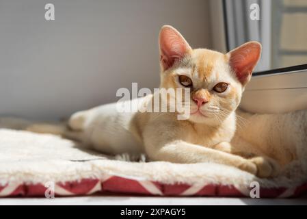 Burmesische rote Kätzchen, die auf der Fensterbank ruhen. Die Katze liegt auf einem Katzenbett am Fenster. Stockfoto