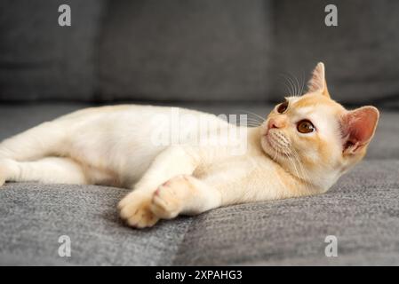 Das süße burmesische Kätzchen liegt auf dem Sofa. Rotes burmesisches Kätzchen im Inneren des Hauses. Stockfoto