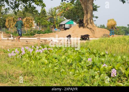 Brahmanbaria, Bangladesch - 22. April 2024 : der Bauer kehrt mit einer Ladung Paddy-Ballen auf dem Dorffeld nach Hause zurück. Stockfoto