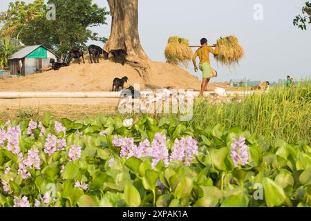 Brahmanbaria, Bangladesch - 22. April 2024 : der Bauer kehrt mit einer Ladung Paddy-Ballen auf dem Dorffeld nach Hause zurück. Stockfoto