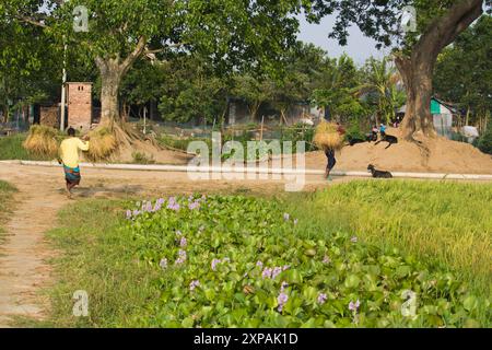 Brahmanbaria, Bangladesch - 22. April 2024 : der Bauer kehrt mit einer Ladung Paddy-Ballen auf dem Dorffeld nach Hause zurück. Stockfoto