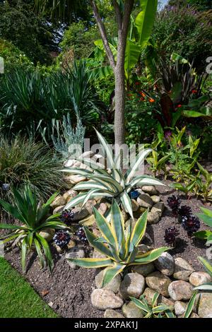 Exotische Pflanzen neben den Pavilions in Sheffield Botanical Gardens, South Yorkshire, England. Stockfoto