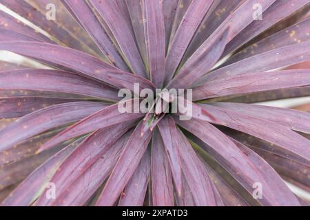 yucca Desmetiana Pflanze aus der Nähe Stockfoto