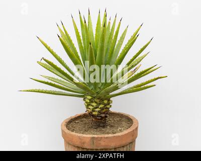 Agave Ddecipiens False Sisal alias Florida Agave isoliert auf weißem Hintergrund Stockfoto