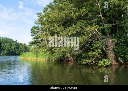 Ufer am Reeckkanal, zwischen Binnenmüritz und Kölpinsee, Mecklenburg-Vorpommern. Sommer, unterwegs auf dem Wasser *** Ufer am Reeckkanal, zwischen Binnenmüritz und Kölpinsee, Mecklenburg-Vorpommern Sommer, unterwegs auf dem Wasser 20240803-DSC 7462 Stockfoto