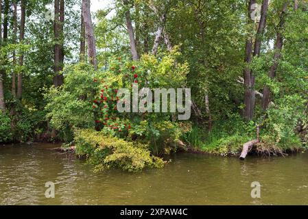 Ufer am Reeckkanal, zwischen Binnenmüritz und Kölpinsee, Mecklenburg-Vorpommern. Sommer, Mehlbeeren, Vogelbeeren, Eberesche, Elsbeeren unterwegs auf dem Wasser *** Ufer am Reeck-Kanal, zwischen Binnenmüritz und Kölpinsee, Mecklenburg-Vorpommern Sommer, Vogelbeeren, Eberesche, wilde Dienstbeeren draußen und auf dem Wasser 20240803-DSC 7471 Stockfoto