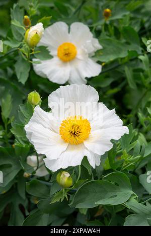 Romneya Coulteri blüht im Sommer. Eine hohe, baumreiche Staude, auch bekannt als Californian Tree Poppy. Stockfoto