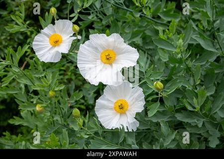 Romneya Coulteri blüht im Sommer. Eine hohe, baumreiche Staude, auch bekannt als Californian Tree Poppy. Stockfoto