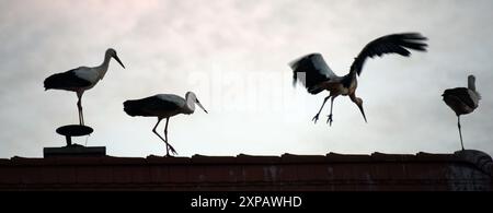 Liebehna, Deutschland. August 2024. Störche versammeln sich auf dem Dach eines Hauses, um nachts zu schlafen. Quelle: Waltraud Grubitzsch/dpa/Alamy Live News Stockfoto