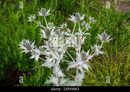 Eryngiumpflanze in Blüte in einem englischen Garten im Sommer. Eine Seeholly mit silbernen Blumen und Stachelblättern. Stockfoto