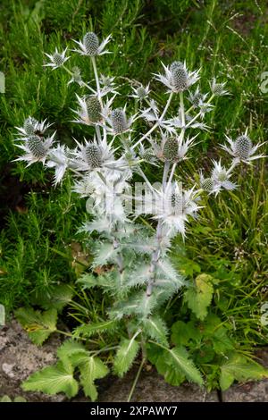 Eryngiumpflanze in Blüte in einem englischen Garten im Sommer. Eine Seeholly mit silbernen Blumen und Stachelblättern. Stockfoto