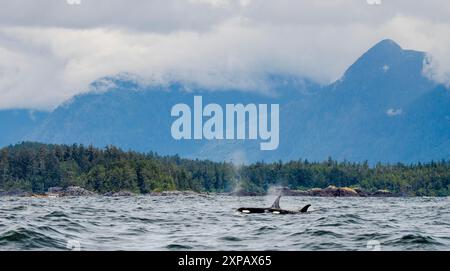 Killerwale orâ€ orcasâ€ (Orcinus orca) im Meer, Tofino, British Columbia, Kanada Stockfoto