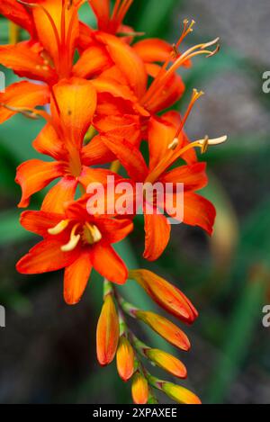 Leuchtend orange Crocosmia Masoniorum Blumen im Sommergarten. Stockfoto