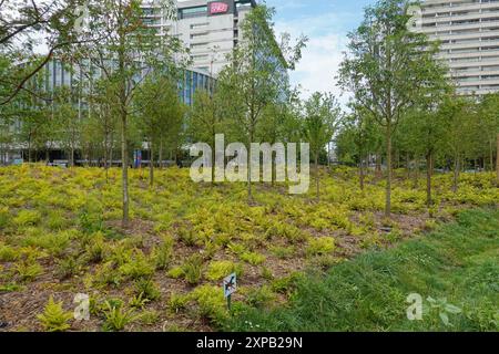 Paris, Place de Catalogne, Mikrowald, Stadtwald // Paris, Place de Catalogne, Winziger Wald Stockfoto