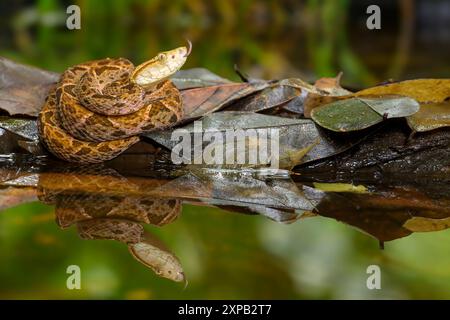 Fer-de-Lance Grubenviper (Bothrops asper) schlüpft auf einem Holzstamm in einem Sumpf, schnippende Zunge, Costa Rica. Stockfoto
