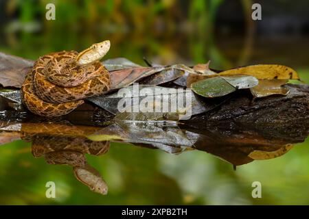 Fer-de-Lance (Bothrops asper) schlüpft auf einem Holzstamm in einem Sumpf, Costa Rica. Stockfoto