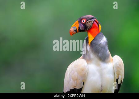 Königsgeier (Sarcoramphus Papa) Porträt Nahaufnahme, Costa Rica. Stockfoto