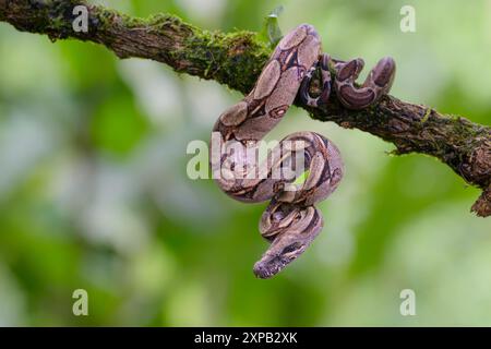 Boa Constrictor (Boa constrictor) Porträt, hängend vom Zweig, Regenwald, Costa Rica. Stockfoto