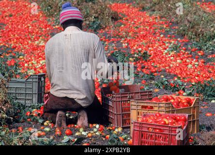 Afrikanische Arbeitnehmer Stockfoto