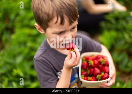 Junge, der Erdbeeren auf dem Feld isst, während er pflückt Stockfoto