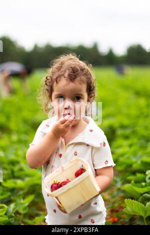 Kleinkind-Mädchen isst Erdbeeren auf dem Feld Stockfoto