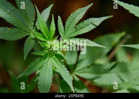 Nahaufnahme von Cannabis, das auf dem Feld aufwächst Stockfoto