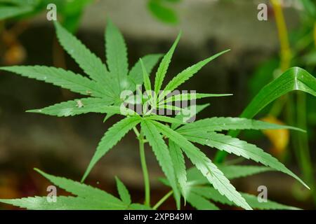 Nahaufnahme von Cannabis, das auf dem Feld aufwächst Stockfoto