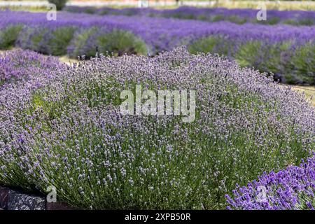 Lavendelfelder in voller Blüte beim Sequim Lavender Festival Stockfoto