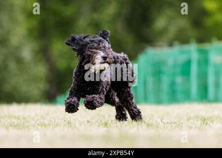 Pudel Mixed Breed Doodle Dog Running Lure Course Hundesport Stockfoto