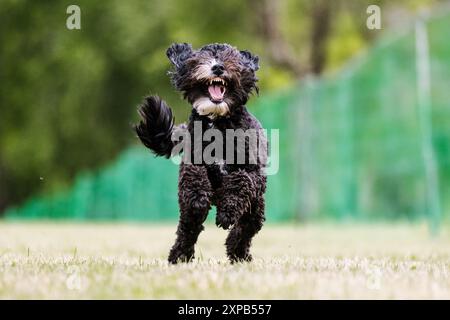 Pudel Mixed Breed Doodle Dog Running Lure Course Hundesport Stockfoto