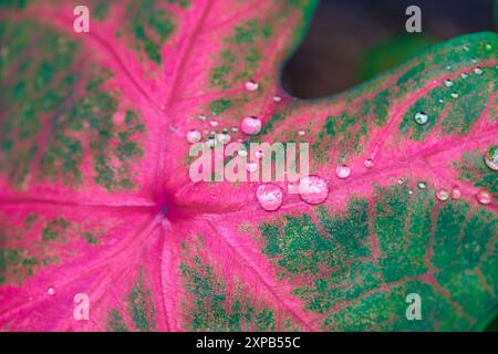 Nahaufnahme von Wassertropfen auf rosa Caladiumblättern Stockfoto